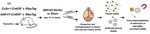 Translatome analysis reveals microglia and astrocytes to be distinct regulators of inflammation in the hyperacute and acute phases after stroke