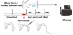 An RNA-sequencing transcriptome of the rodent Schwann cell response to peripheral nerve injury